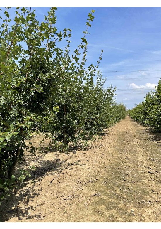 Französischer Ahorn - Mehrstämmig | Acer monspessulanum