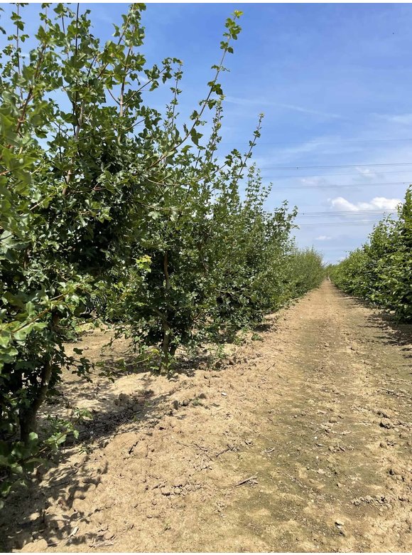 Französischer Ahorn - Mehrstämmig | Acer monspessulanum Französischer Ahorn - Mehrstämmig | Acer monspessulanum