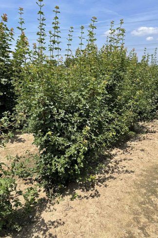 Französischer Ahorn - Mehrstämmig | Acer monspessulanum Französischer Ahorn - Mehrstämmig | Acer monspessulanum