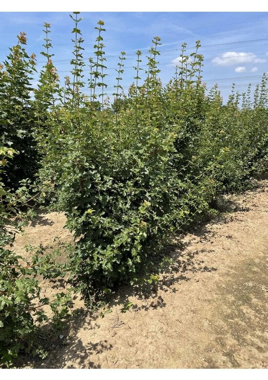 Französischer Ahorn - Mehrstämmig | Acer monspessulanum