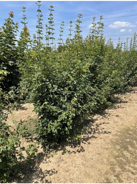 Französischer Ahorn - Mehrstämmig | Acer monspessulanum Französischer Ahorn - Mehrstämmig | Acer monspessulanum