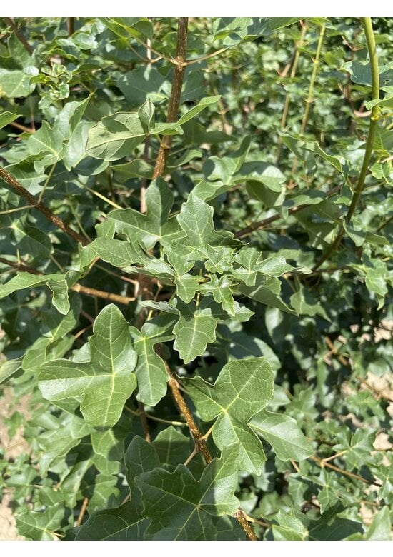 Französischer Ahorn - Mehrstämmig | Acer monspessulanum