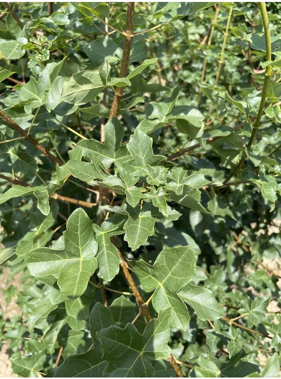 Französischer Ahorn - Mehrstämmig | Acer monspessulanum Französischer Ahorn - Mehrstämmig | Acer monspessulanum