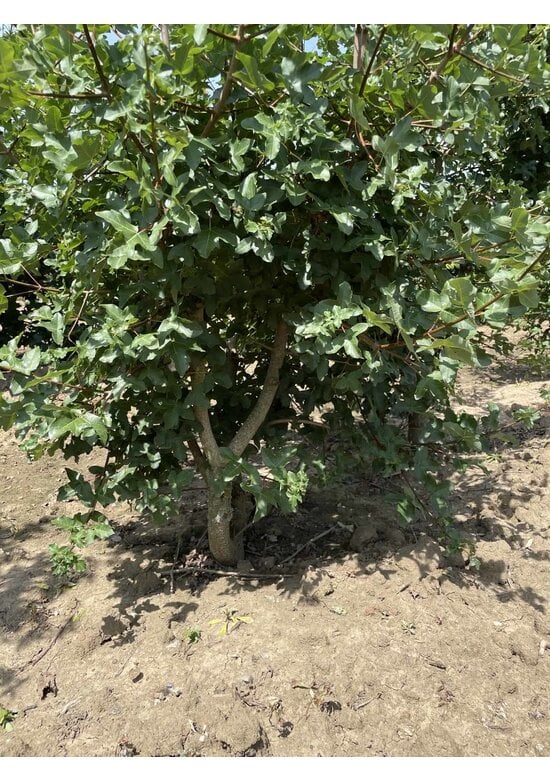 Französischer Ahorn - Mehrstämmig | Acer monspessulanum