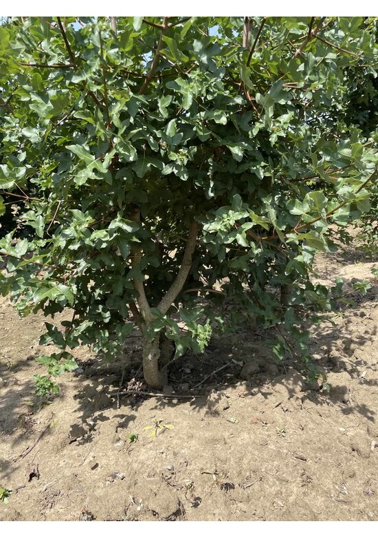 Französischer Ahorn - Mehrstämmig | Acer monspessulanum