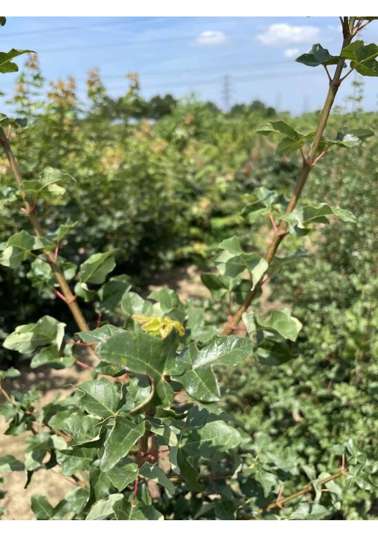 Französischer Ahorn - Mehrstämmig | Acer monspessulanum