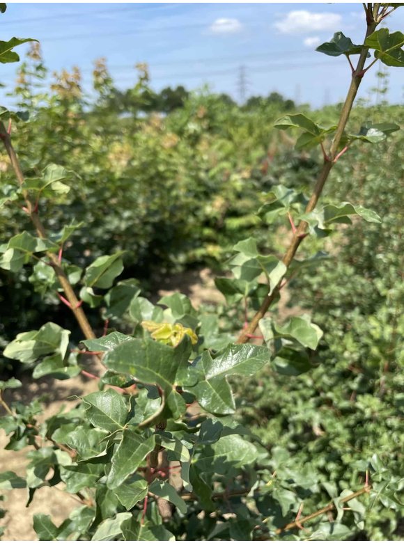 Französischer Ahorn - Mehrstämmig | Acer monspessulanum Französischer Ahorn - Mehrstämmig | Acer monspessulanum