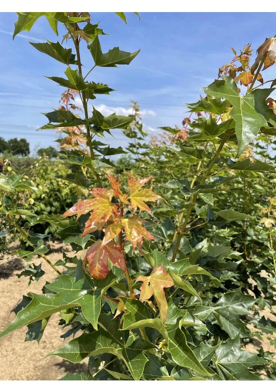 Spitzahorn 'Pacific Sunset' - Mehrstämmig | Acer truncatum 'Pacific Sunset'