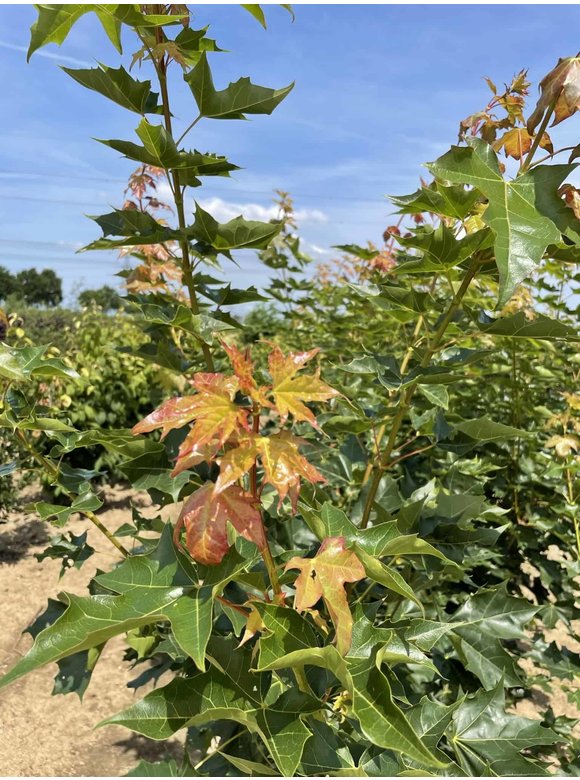 Spitzahorn 'Pacific Sunset' - Mehrstämmig | Acer truncatum 'Pacific Sunset' Spitzahorn 'Pacific Sunset' - Mehrstämmig | Acer truncatum 'Pacific Sunset'