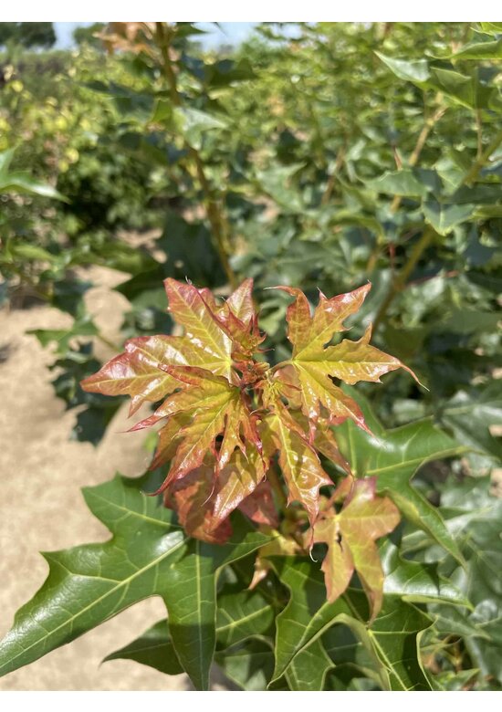 Spitzahorn 'Pacific Sunset' - Mehrstämmig | Acer truncatum 'Pacific Sunset'