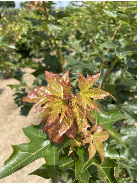 Spitzahorn 'Pacific Sunset' - Mehrstämmig | Acer truncatum 'Pacific Sunset' Spitzahorn 'Pacific Sunset' - Mehrstämmig | Acer truncatum 'Pacific Sunset'