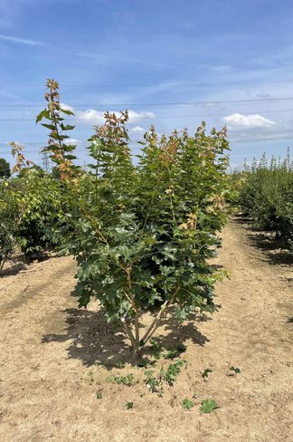 Spitzahorn 'Pacific Sunset' - Mehrstämmig | Acer truncatum 'Pacific Sunset'