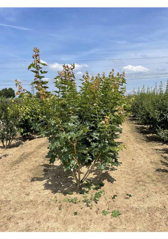 Spitzahorn 'Pacific Sunset' - Mehrstämmig | Acer truncatum 'Pacific Sunset'