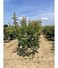 Spitzahorn 'Pacific Sunset' - Mehrstämmig | Acer truncatum 'Pacific Sunset'
