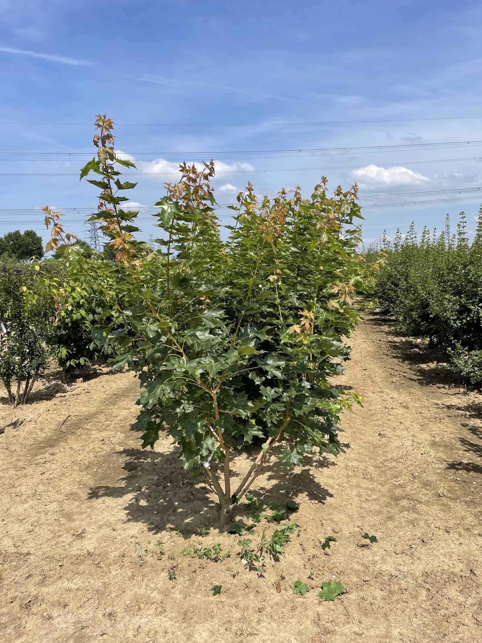 Spitzahorn Pacific Sunset Mehrstämmig kaufen? Einfach online