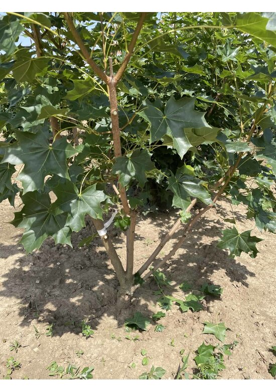 Spitzahorn 'Pacific Sunset' - Mehrstämmig | Acer truncatum 'Pacific Sunset'