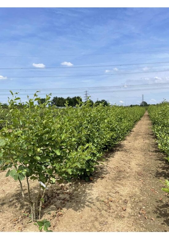 Schwarzerle - Mehrstämmig | Alnus glutinosa