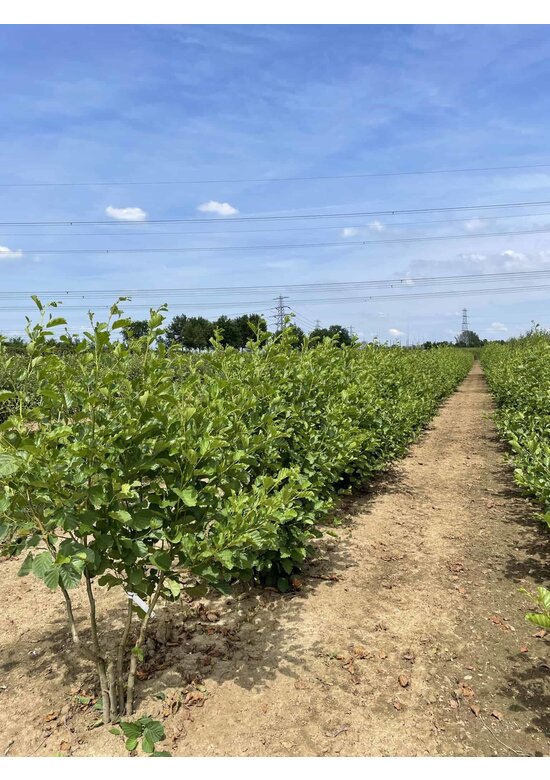 Schwarzerle - Mehrstämmig | Alnus glutinosa