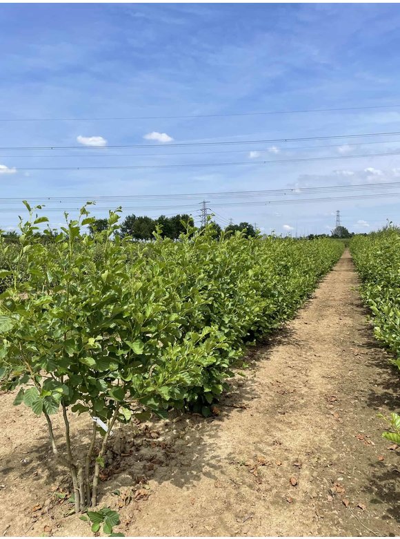 Schwarzerle - Mehrstämmig | Alnus glutinosa Schwarzerle - Mehrstämmig | Alnus glutinosa