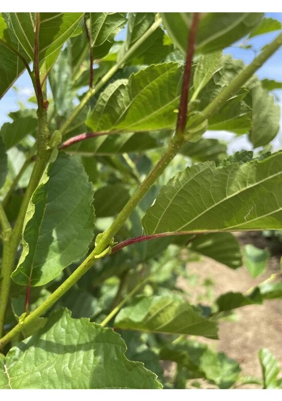 Schwarzerle - Mehrstämmig | Alnus glutinosa