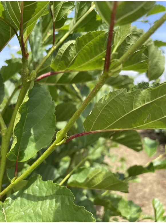 Schwarzerle - Mehrstämmig | Alnus glutinosa Schwarzerle - Mehrstämmig | Alnus glutinosa