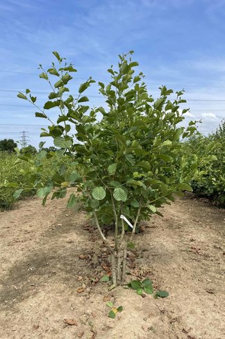 Schwarzerle - Mehrstämmig | Alnus glutinosa