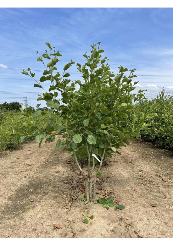 Schwarzerle - Mehrstämmig | Alnus glutinosa