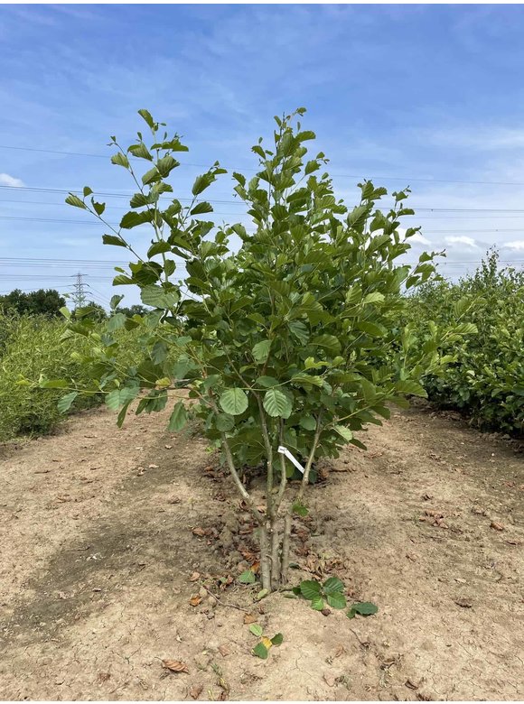 Schwarzerle glutinosa Mehrstämmig | Alnus glutinosa Schwarzerle glutinosa Mehrstämmig | Alnus glutinosa