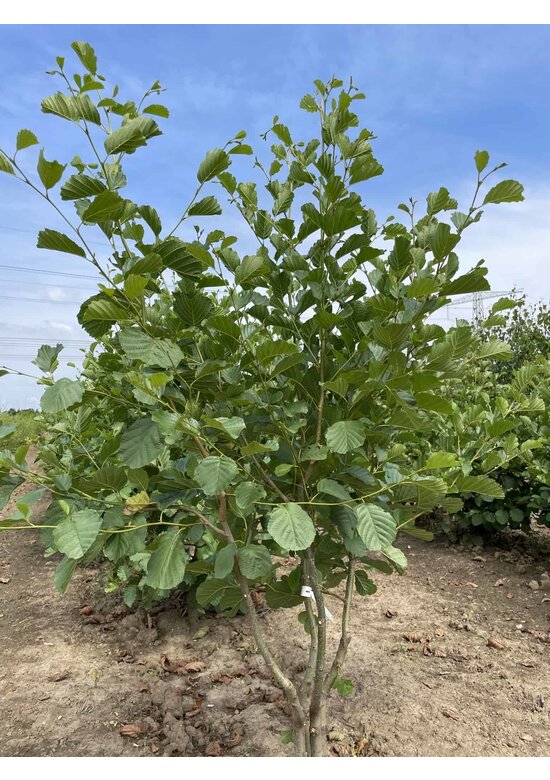 Schwarzerle - Mehrstämmig | Alnus glutinosa