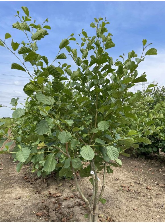 Schwarzerle glutinosa Mehrstämmig | Alnus glutinosa Schwarzerle glutinosa Mehrstämmig | Alnus glutinosa