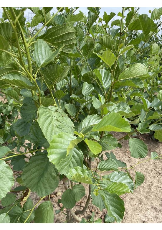 Schwarzerle - Mehrstämmig | Alnus glutinosa