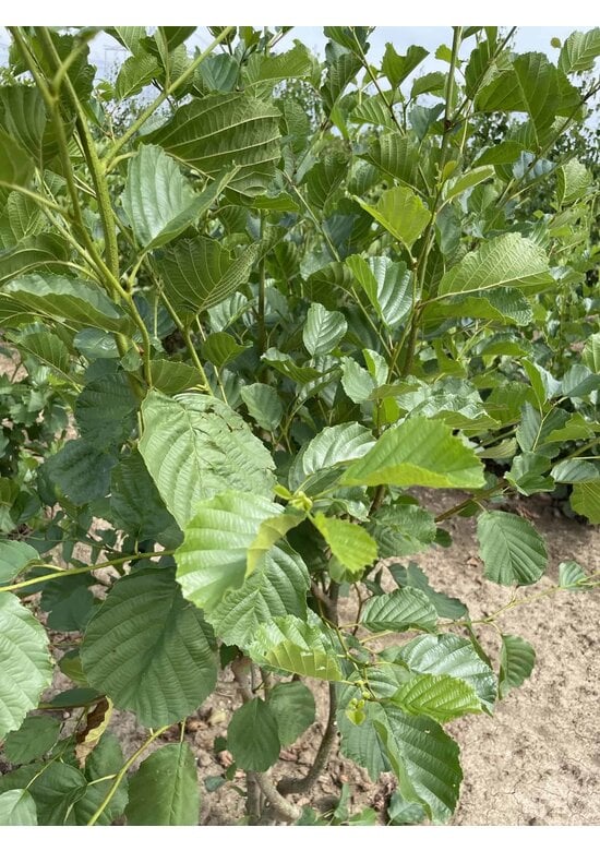 Schwarzerle - Mehrstämmig | Alnus glutinosa