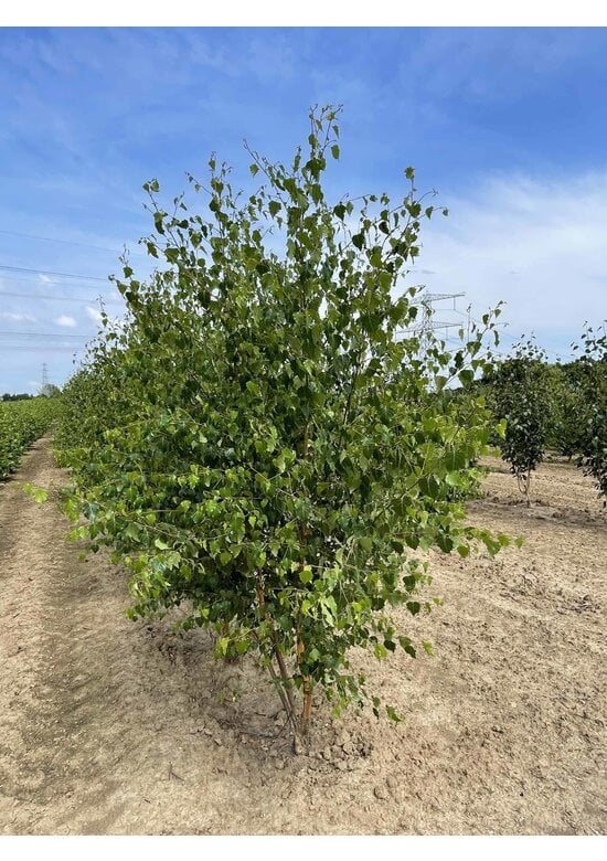 Sandbirke - Weißbirke - Mehrstämmig | Betula pendula
