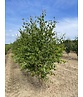 Sandbirke - Weißbirke - Mehrstämmig | Betula pendula