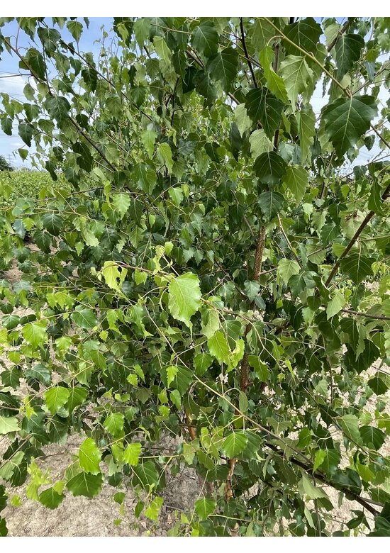 Sandbirke - Weißbirke - Mehrstämmig | Betula pendula
