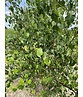 Sandbirke - Weißbirke - Mehrstämmig | Betula pendula