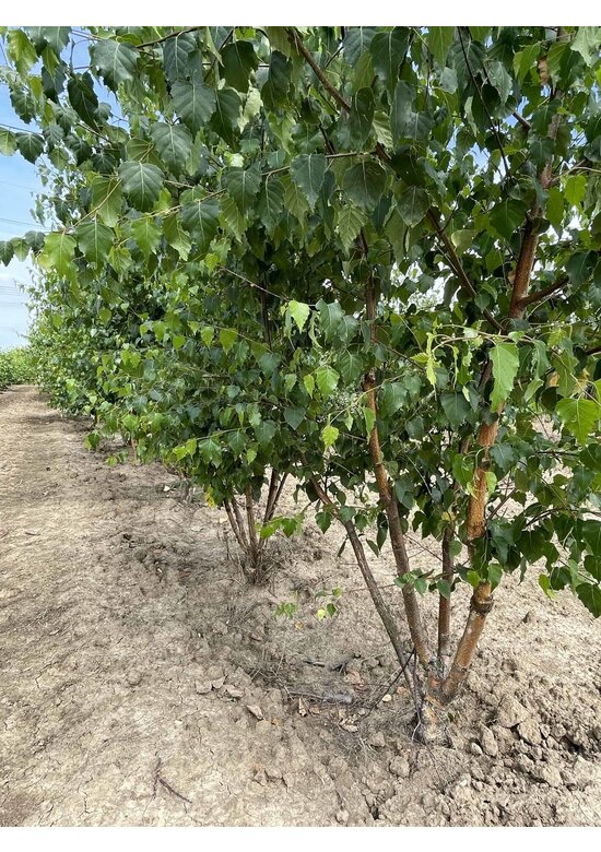 Sandbirke - Weißbirke - Mehrstämmig | Betula pendula