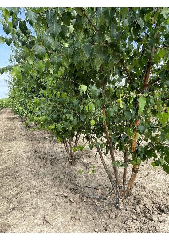 Sandbirke - Weißbirke - Mehrstämmig | Betula pendula
