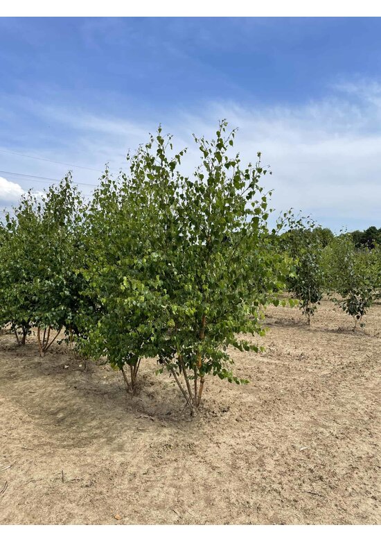 Sandbirke - Weißbirke - Mehrstämmig | Betula pendula