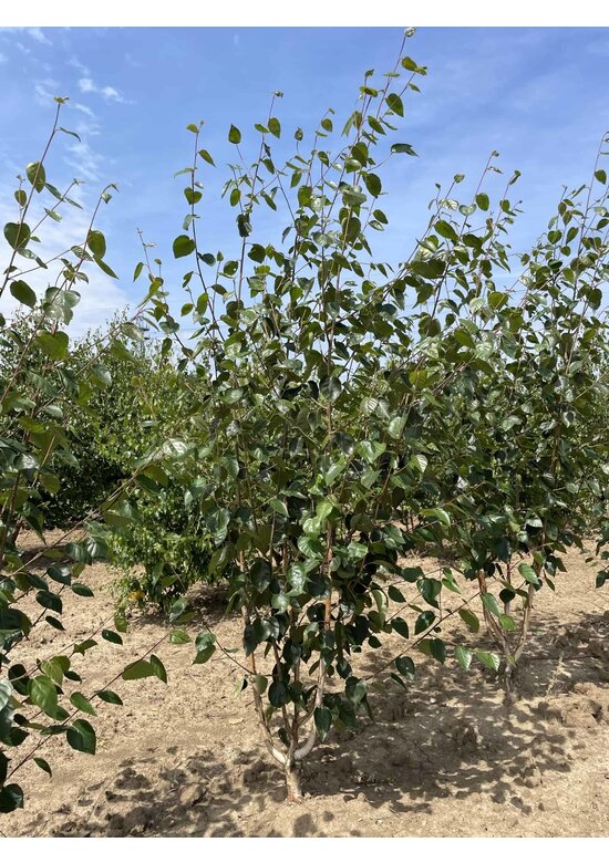Himalaya-Birke mehrstämmig | Betula utilis 'Jacquemontii'