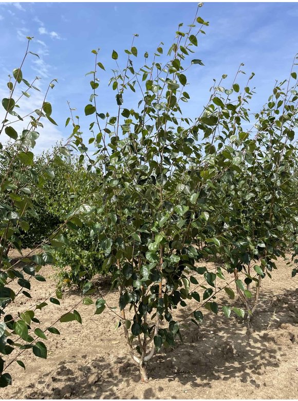 Himalaya-Birke - Weißrindige Himalaja-Birke 'Jacquemontii' - Mehrstämmig | Betula utilis 'Jacquemontii' Himalaya-Birke - Weißrindige Himalaja-Birke 'Jacquemontii' - Mehrstämmig | Betula utilis 'Jacquemontii'