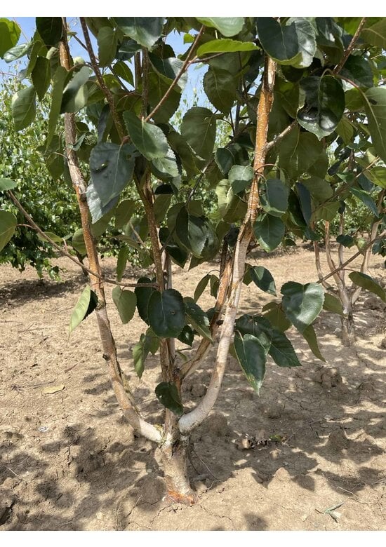 Himalaya-Birke mehrstämmig | Betula utilis 'Jacquemontii'