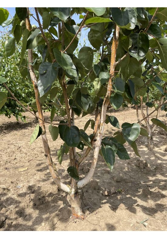 Himalaya-Birke mehrstämmig | Betula utilis 'Jacquemontii'