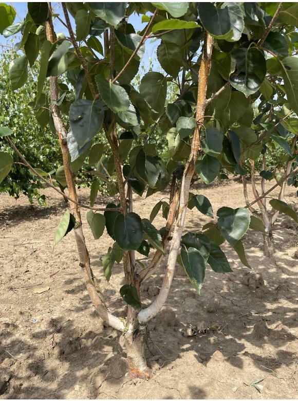 Himalaya-Birke - Weißrindige Himalaja-Birke 'Jacquemontii' - Mehrstämmig | Betula utilis 'Jacquemontii' Himalaya-Birke - Weißrindige Himalaja-Birke 'Jacquemontii' - Mehrstämmig | Betula utilis 'Jacquemontii'