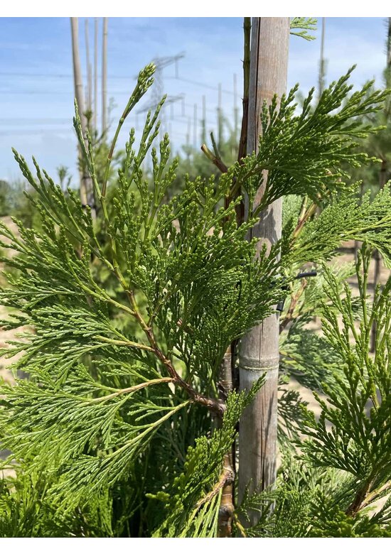 Weihrauch Zeder | Calocedrus deccurens