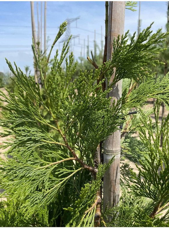 Weihrauch Zeder | Calocedrus deccurens Weihrauch Zeder | Calocedrus deccurens