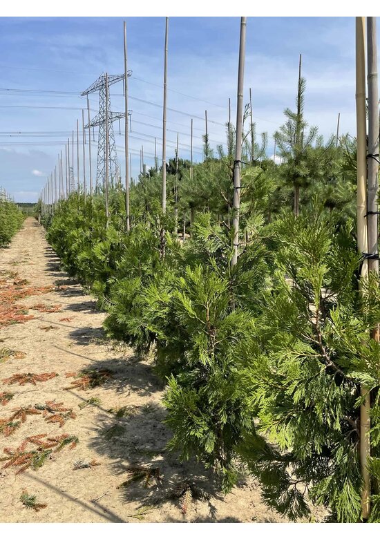 Weihrauch Zeder | Calocedrus deccurens