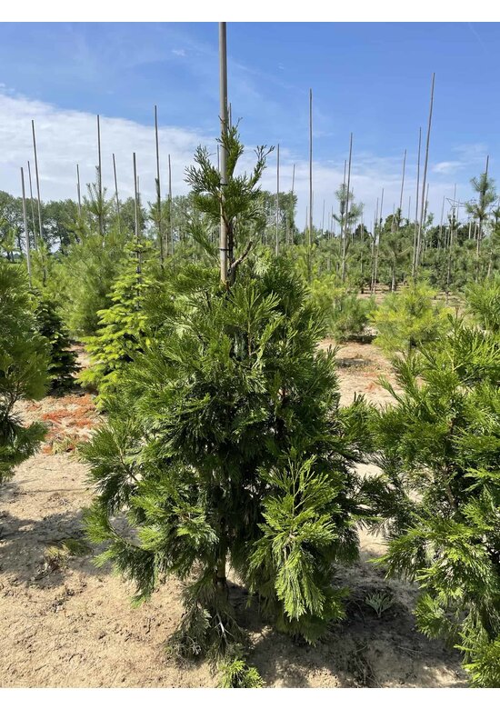 Weihrauch Zeder | Calocedrus deccurens