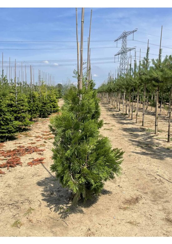 Weihrauch Zeder | Calocedrus deccurens