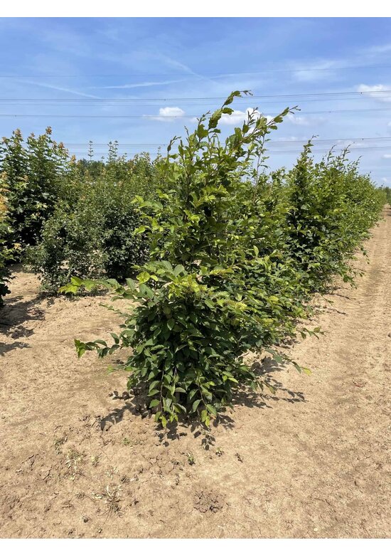 Hainbuche Mehrstämmig | Carpinus betulus